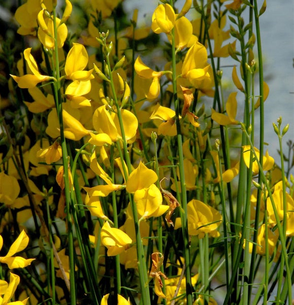 Ginsterpflanze mit gelben Blüten