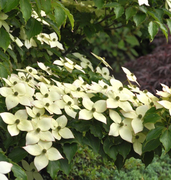 Blütenstand eines Blumen-Hartriegels mit grünem Laub