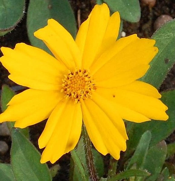 Gelbe Studentenblume im Detail