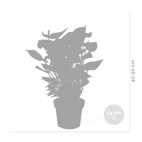 Bloomique - Anthurium Andreanum - Rosa - Flamingoblume - Blühende Zimmerpflanzen - Pflegeleicht - Höhe 40-50 cm - Topf 14 cm