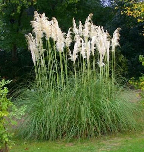 Pampasgras im Garten