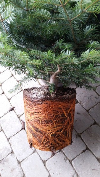Nordmanntanne im Topf mit freigelegten Wurzeln.