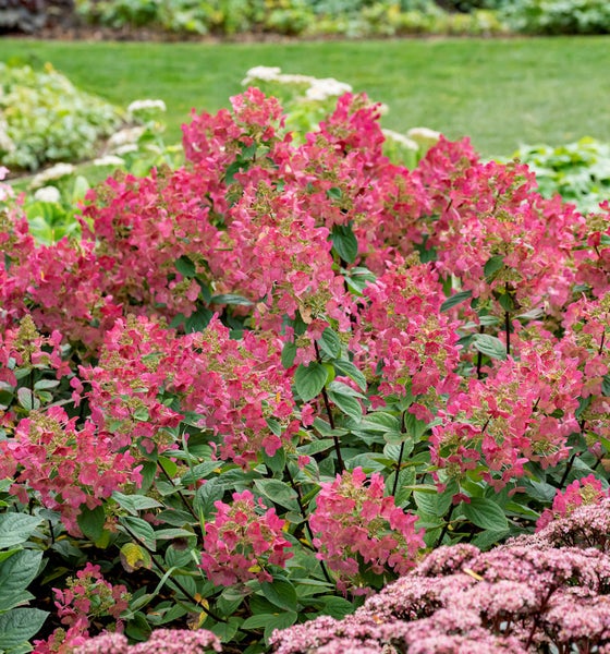 Pinkfarbene Rispenhortensie im Gartenbeet