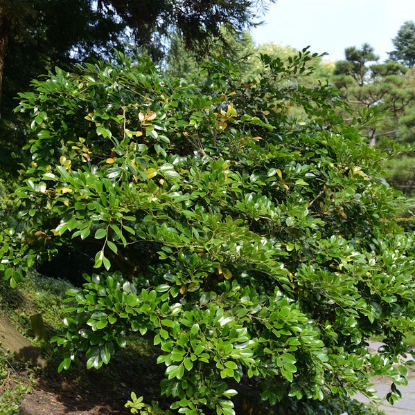 Im Bild ist ein grüner Strauch zu sehen.