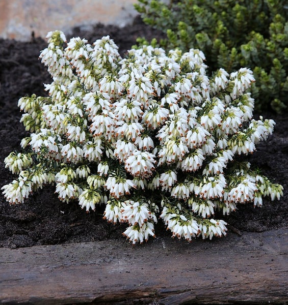 Winterheide mit weißen Blüten im Gartenbeet