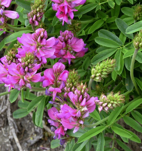 Blühende Esparsette mit grünen Blättern