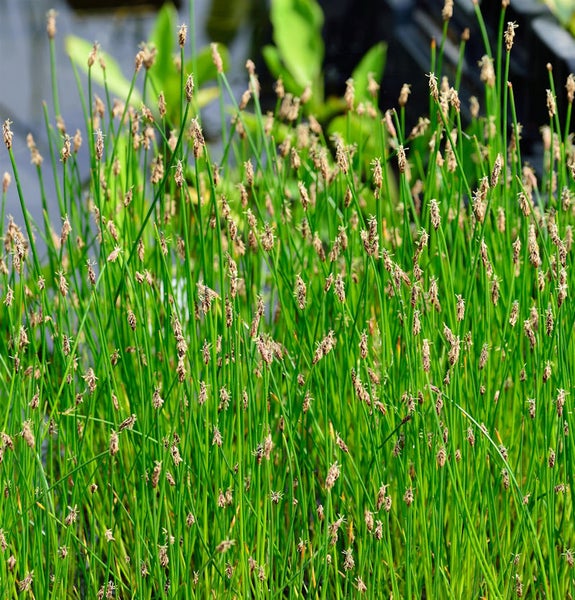 Nahaufnahme von grasartigen Pflanzen