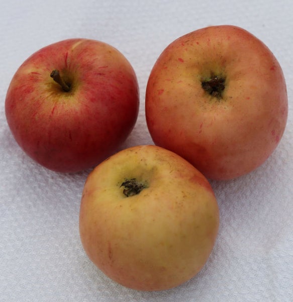 Drei Äpfel auf einem Tuch
