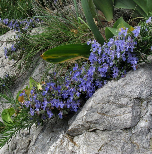 Blühender Rosmarin auf einem Stein