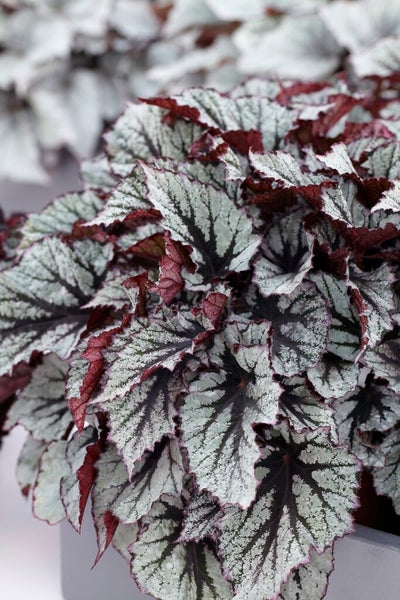 3x Begonia Beleaf Mix – Blattbegonie – Zimmerpflanze – Pflegeleicht – ⌀12 cm – ↕20-25 cm