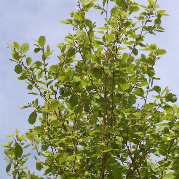 Nahaufnahme eines Baumes mit grünen Blättern.