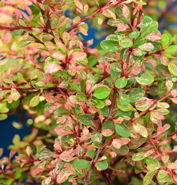 Berberitze mit Blättern