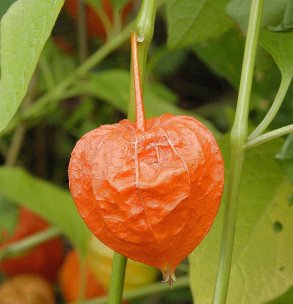 Lampionblume mit oranger Hülle im Detail
