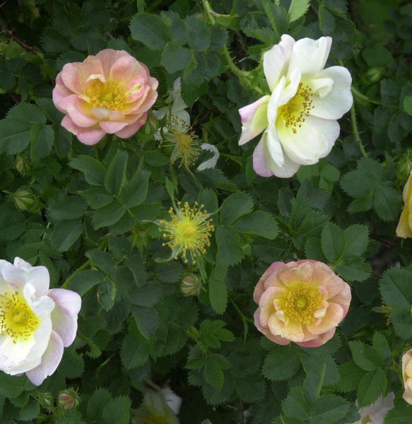 Nahaufnahme von blühenden Rosen im Garten.