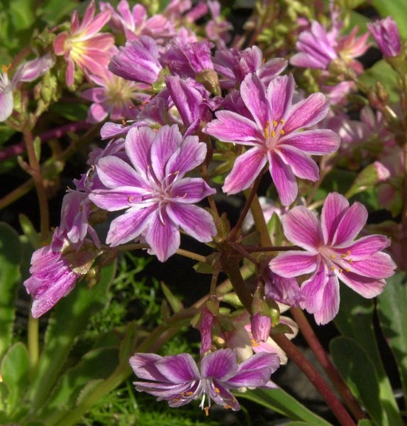 Nahaufnahme einer Lewisia-Blume mit gestreiften Blütenblättern