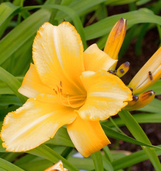 Gelbe Taglilienblüte im Garten
