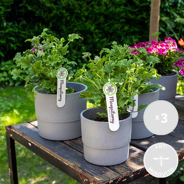 Bloomique - 3er Set - Pelargonium Graveolens - Zitronengeranie - Geranien Pflanzen - Anti Mücken - Herrlich Duftend - Höhe 15-25 cm - Topf 12 cm