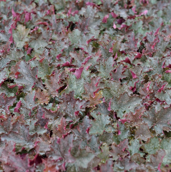 Nahaufnahme von Heuchera-Blättern mit gezackten Rändern
