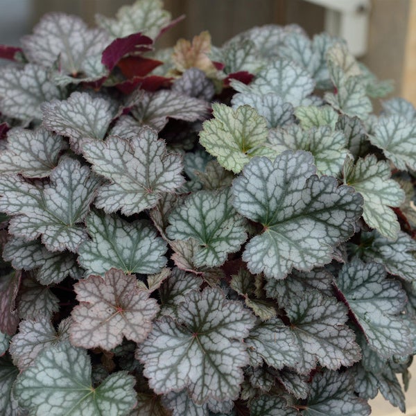 Heuchera Pflanze mit dekorativen Blättern