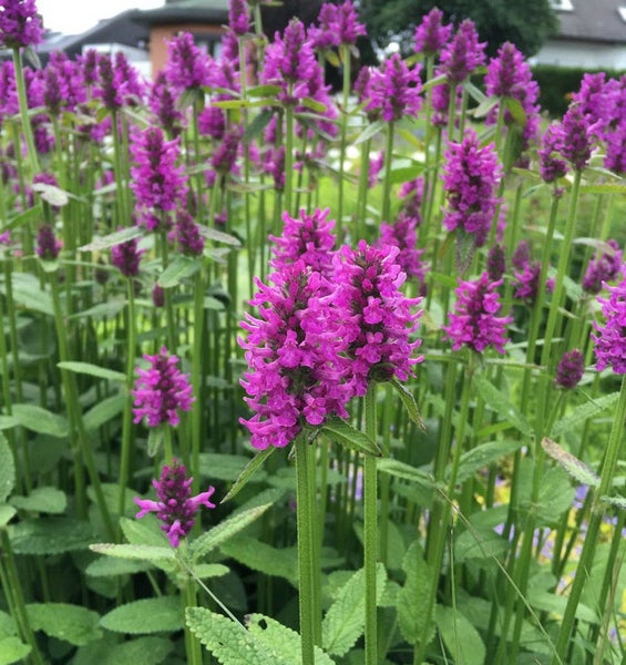 Nahaufnahme von Betonie-Blüten im Garten.