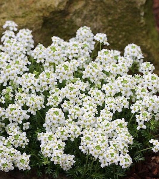 Blütenstand des Steinkrauts mit vielen kleinen Blüten