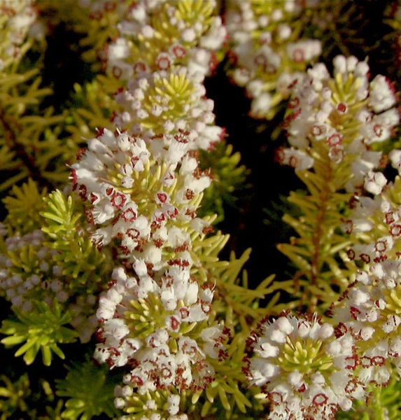 Nahaufnahme von Schneeheide mit weißen Blüten und gelben Blättern