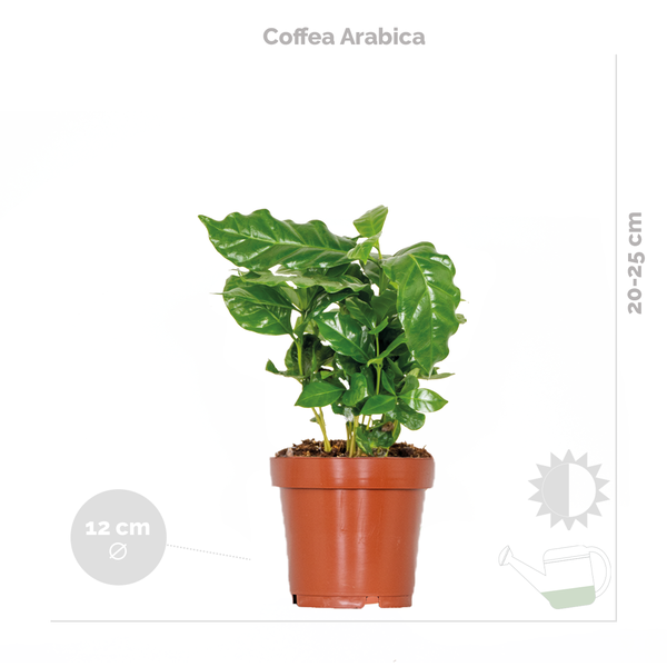 3x Zimmerpflanzen-Mix - Coffea - Dracaena - Chlorophytum - Luftreinigend - ⌀12 cm - 25-35 cm
