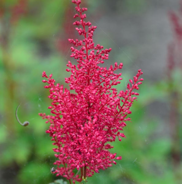 Nahaufnahme einer Astilbe Pflanze mit Blüten