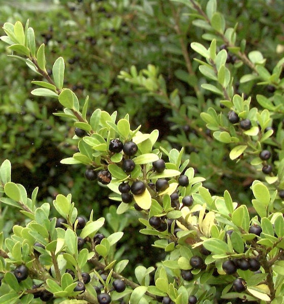 Immergrüner Strauch mit Blättern und Beeren