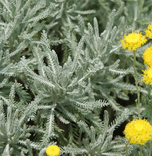 Silberblatt Pflanze mit gelben Blüten