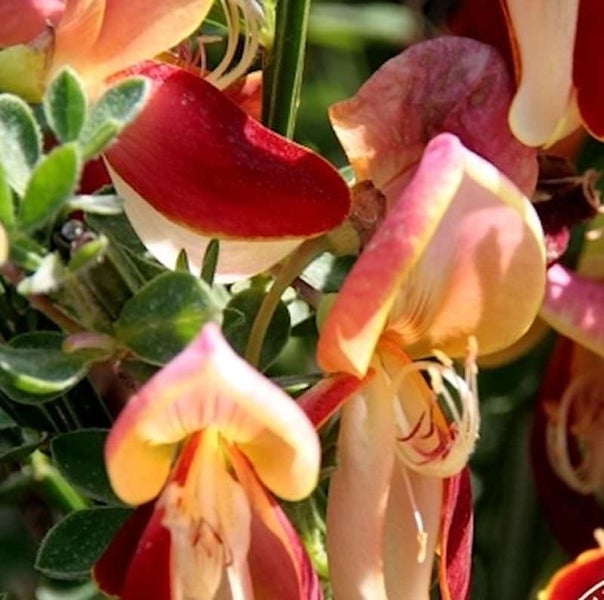 Nahaufnahme von Lotus berthelotii Blumen