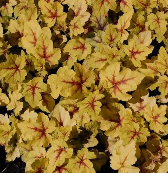 Nahaufnahme von Heuchera Pflanzen mit Blattstruktur