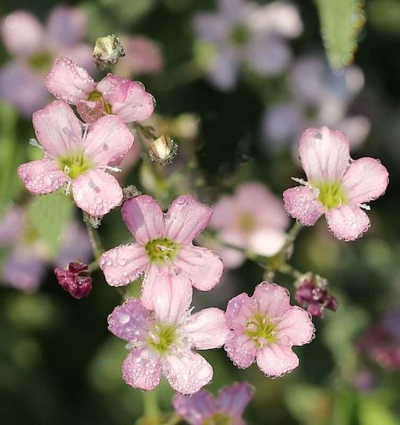 Nahaufnahme von rosa Schleierkrautblüten mit Wassertropfen