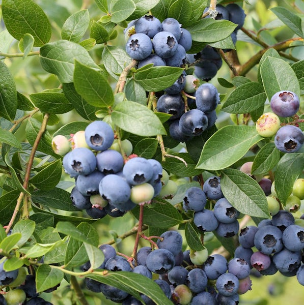 Nahaufnahme eines Blaubeerstrauchs mit reifen und unreifen Beeren