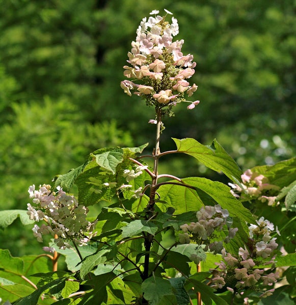 Blühende Hortensienpflanze mit grünen Blättern