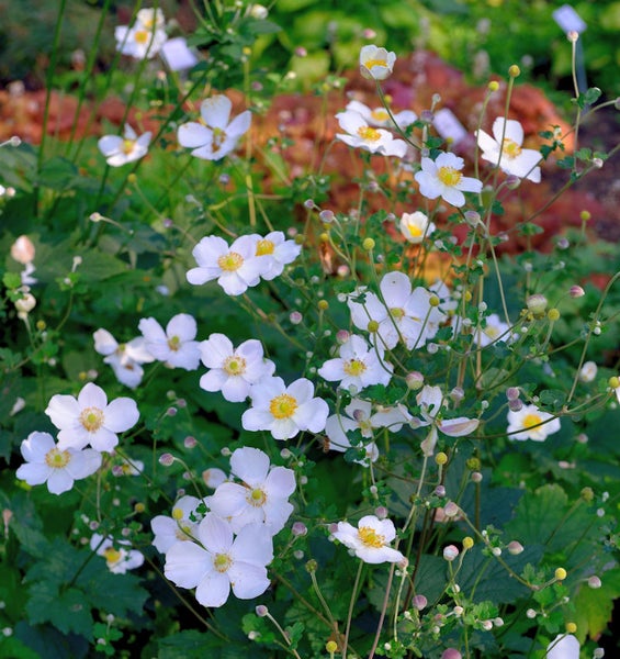 Nahaufnahme von weiß blühenden Herbst-Anemonen im Garten.