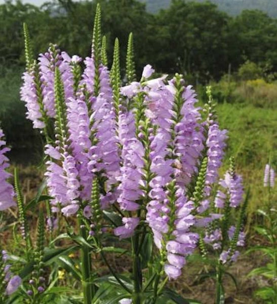Aufrechte, lilafarbene Gelenkblume im Gartenbeet