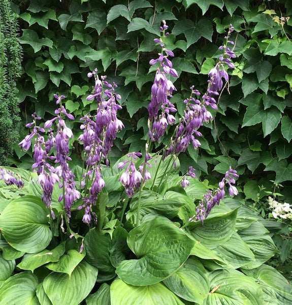 Funkien mit violetten Blüten vor Efeuwand
