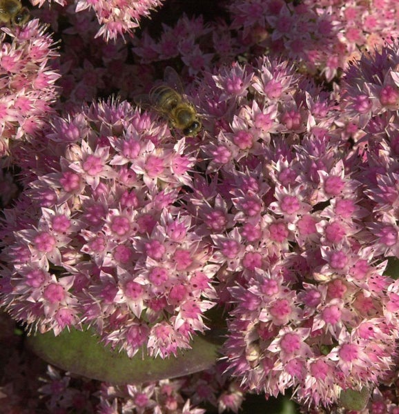 Nahaufnahme einer Fetthenne mit einer Biene.