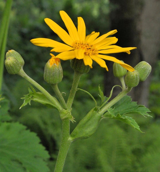 Gelbe Margerite mit Knospen