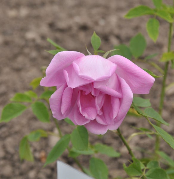 Nahaufnahme einer einzelnen rosa Rose mit grünen Blättern