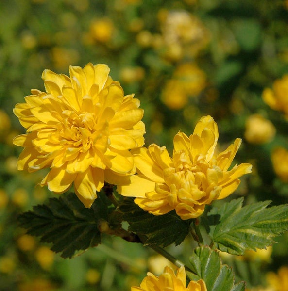 Gelbe Ranunkelstrauch-Blüten mit grünen Blättern im Detail