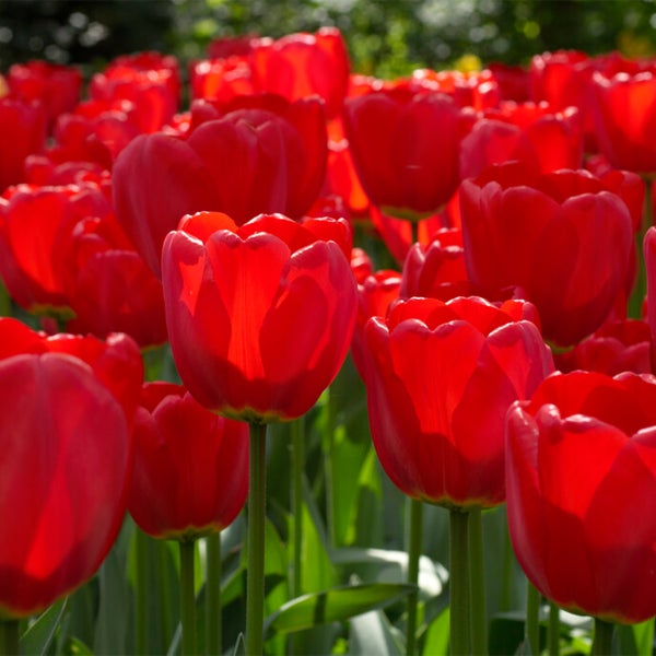 Bloomique - Mischung aus 20 - Tulipa - Tulpenzwiebeln - Rot - Blumenzwiebeln - Frühlingsblüher - Mehrjährige Pflanzen - Wird bis zu 50-55 cm groß