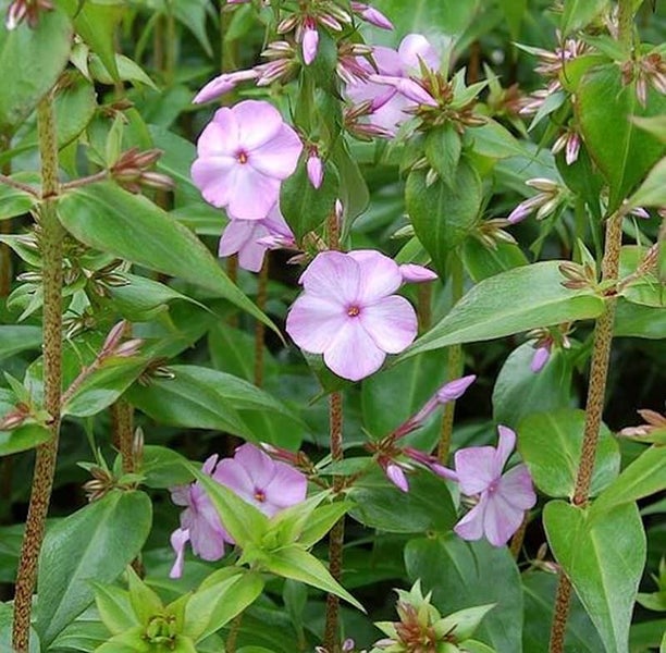 Flammenblume mit rosa Blüten und grünen Blättern.