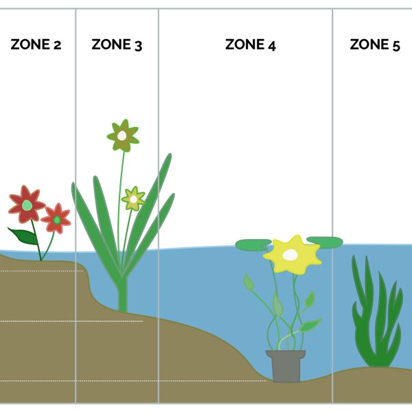 2x Hydrocotyle Variegata – Bunter Wassernabel – Pflegefreundlich – Zone 1 bis 5 – ⌀11cm- ↕15-25 cm