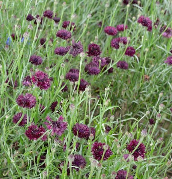 Nahaufnahme eines Feldes mit Kornblumen
