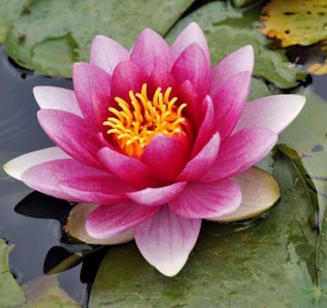 Nahaufnahme einer rosafarbenen Seerose mit gelben Staubgefäßen auf einem Seerosenblatt