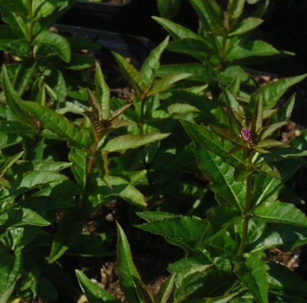 Aufnahme von Virginischer Ehrenpreis Pflanzen mit grünen Blättern.