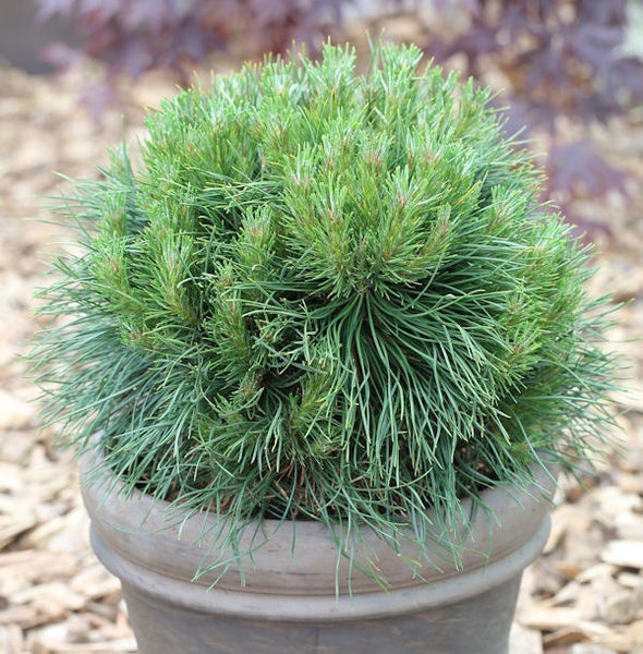 Kugelkiefer im Topf für den Garten