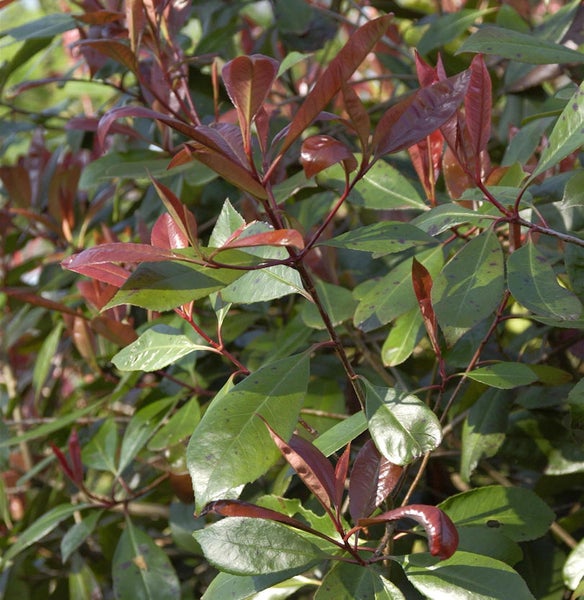 Nahaufnahme einer Glanzmispel-Hecke mit roten und grünen Blättern.
